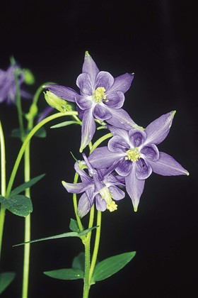 Piante: endemismi